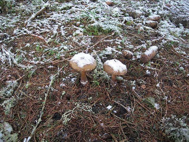 Macromiceti jurassiani � la lunga ricerca